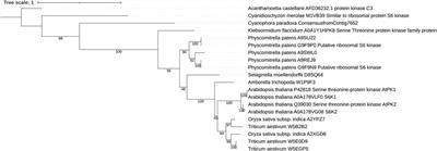 The Role of Ribosomal Protein S6 Kinases in Plant Homeostasis